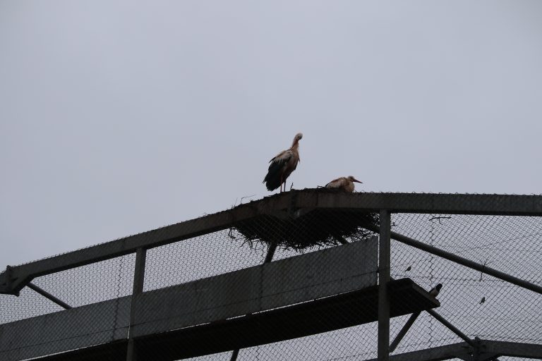 Birds nesting at Safari Zoo © Born Free
