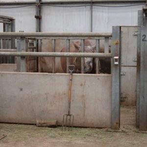 Rhinos inside an enclosure at South Lakes Safari Zoo