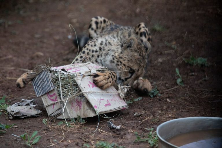 Enrichment at Ensessa Kotteh © Zacharias Abubeker / Born Free