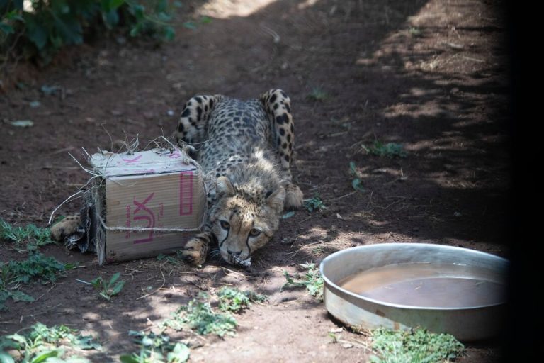 Enrichment at Ensessa Kotteh © Zacharias Abubeker / Born Free