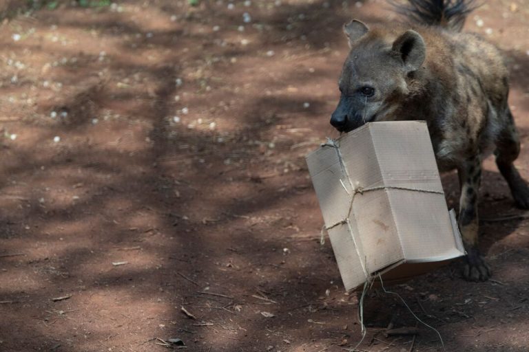 Enrichment at Ensessa Kotteh © Zacharias Abubeker / Born Free