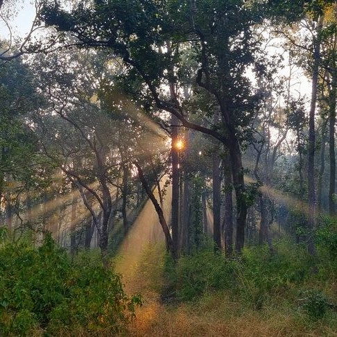 The sun shining through a dense Indian forest