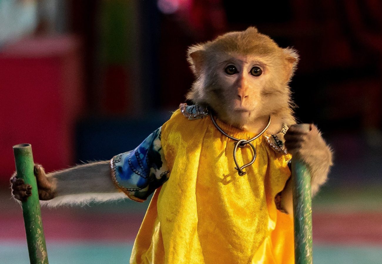 A macaque monkey wearing human clothes and walking on stilts as part of a performance