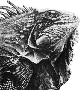 A detailed pencil drawing of an iguana's head