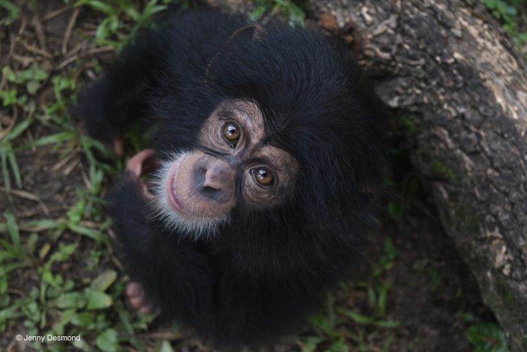 Max, an orphan chimpanzee cared for by Liberia Chimpanzee Rescue and Protection.