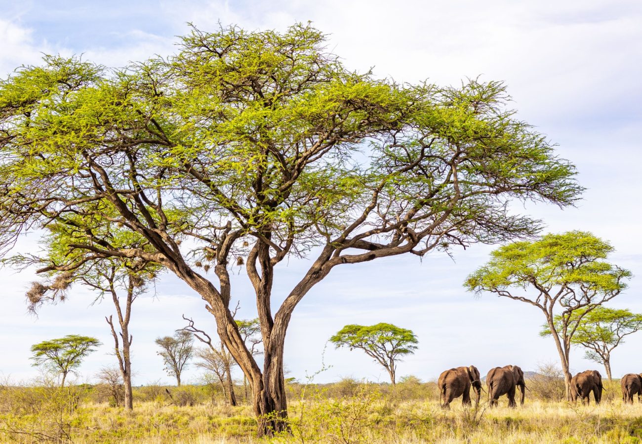 A group of four elephants walking into the distance under the trees