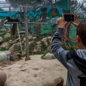 A boy takes a photo of a big cat in a zoo enclosure with an iPhone