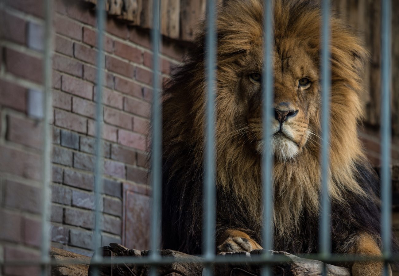 A lion behind the bars of a zoo cage