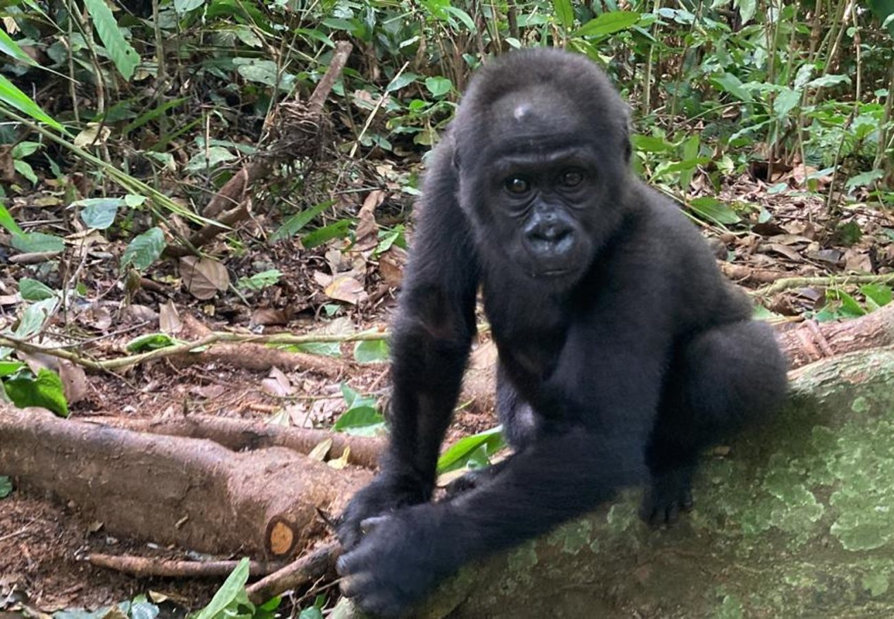 A photo of a young gorilla in the forest, climbing over logs and branches on the forest floor.