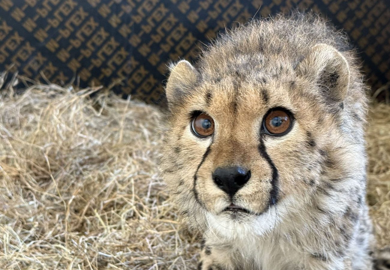 A young cheetah cub standing on straw looks leadingly at the camera