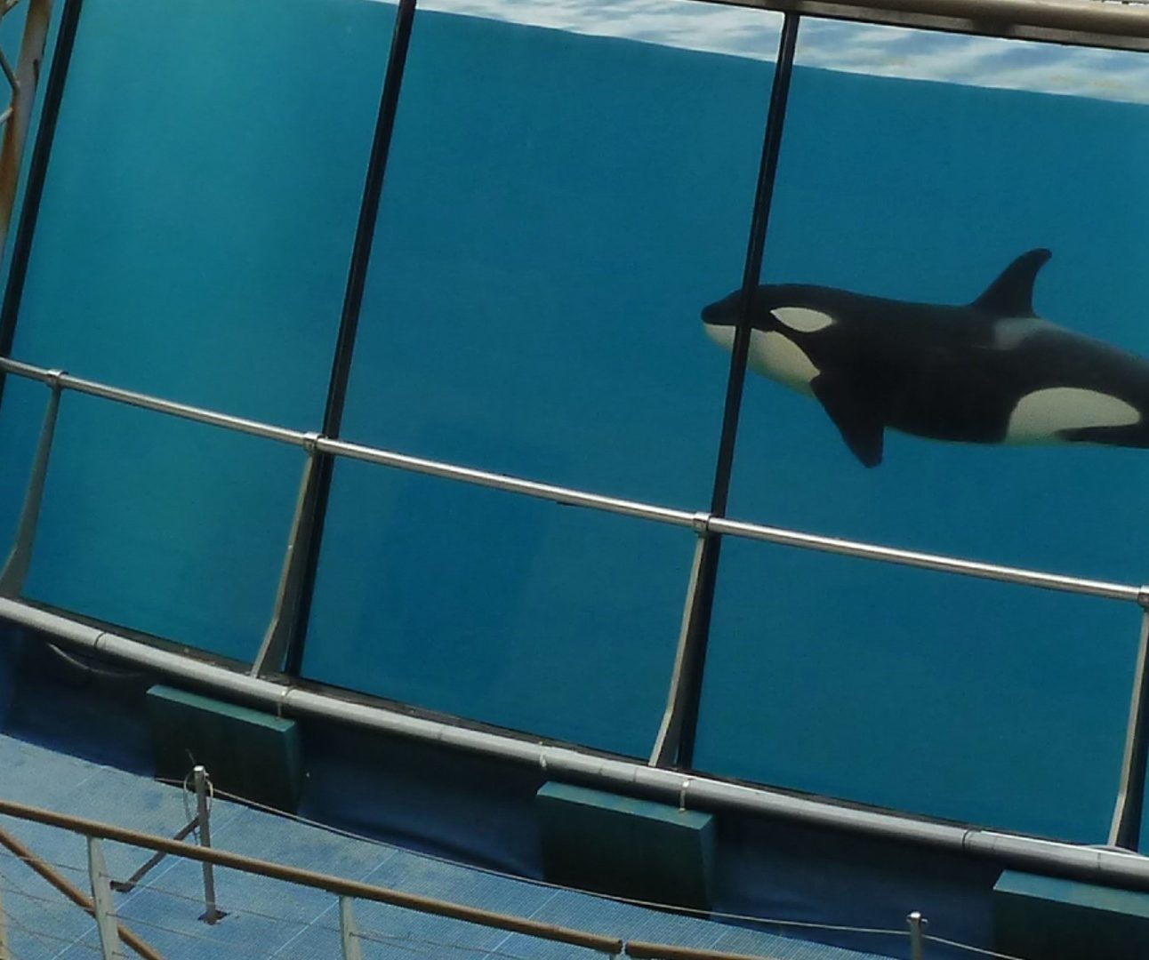 A captive orca swimming alone in a glass tank.