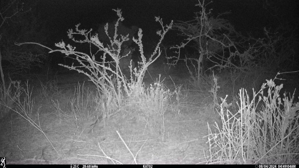 A black and white image of a hyena barely visible in the bush, taken using a camera trap