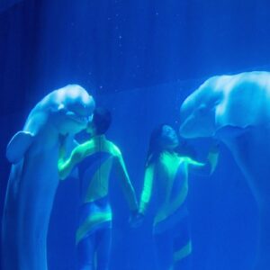 Two people swimming under water in a pool, kissing beluga whales
