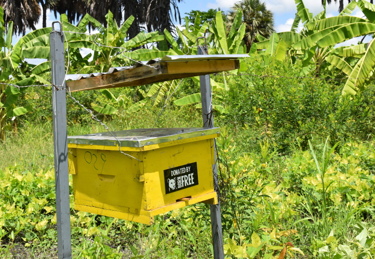 A yellow beehive installed as part of a beehive fence in Kenya.