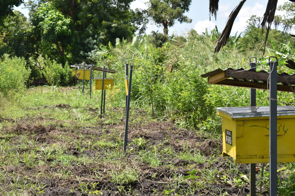 A line of beehives hung to form a beehive fence to protect crops from elephants.