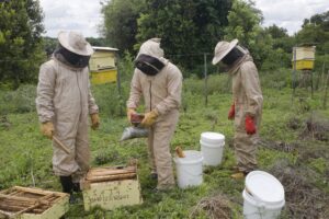 Three people dressed in protective bee suits harvesting honey from a beehive
