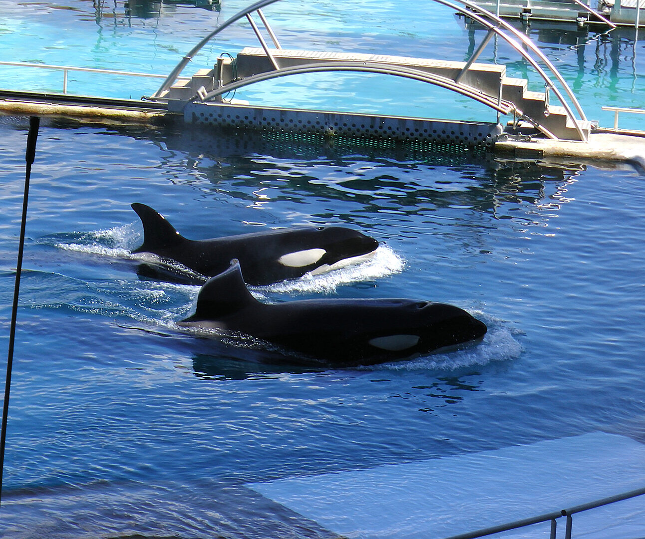 Two orcas are in a small and shallow-looking swimming pool