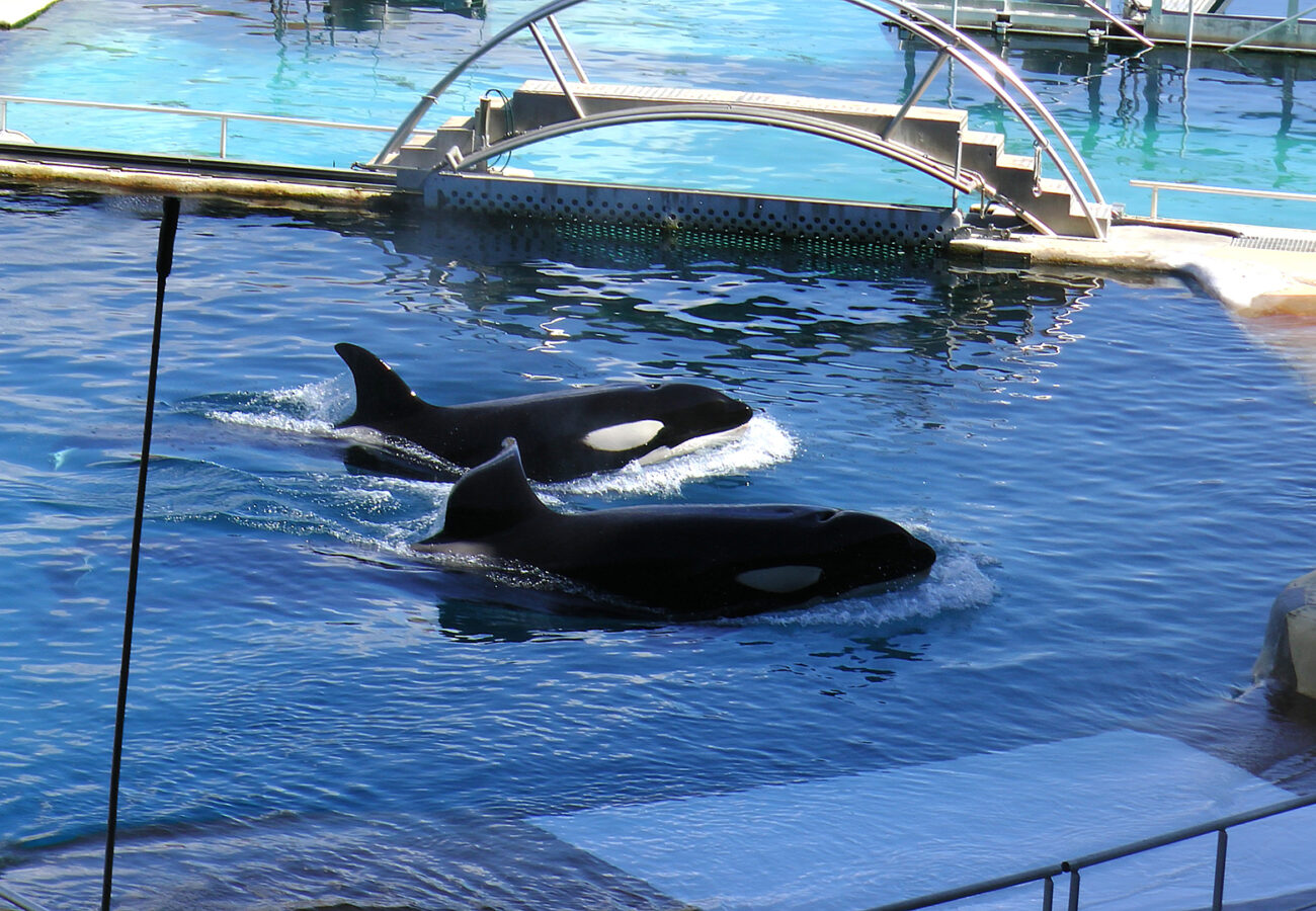 Two orcas are in a small and shallow-looking swimming pool