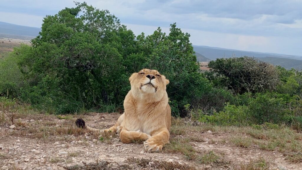 A lioness lying down on top of a hill with rolling countryside in the background, she has her head slightly raised as if smiling