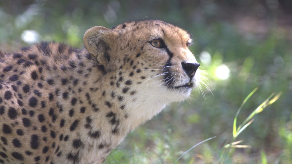 A profile shot of a cheetah looking into the distance, with a blurred natural background