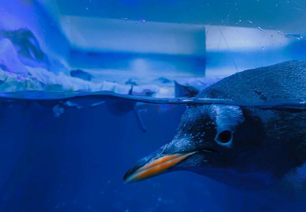 A photo of a gentoo penguin swimming underwater in an indoor aquarium