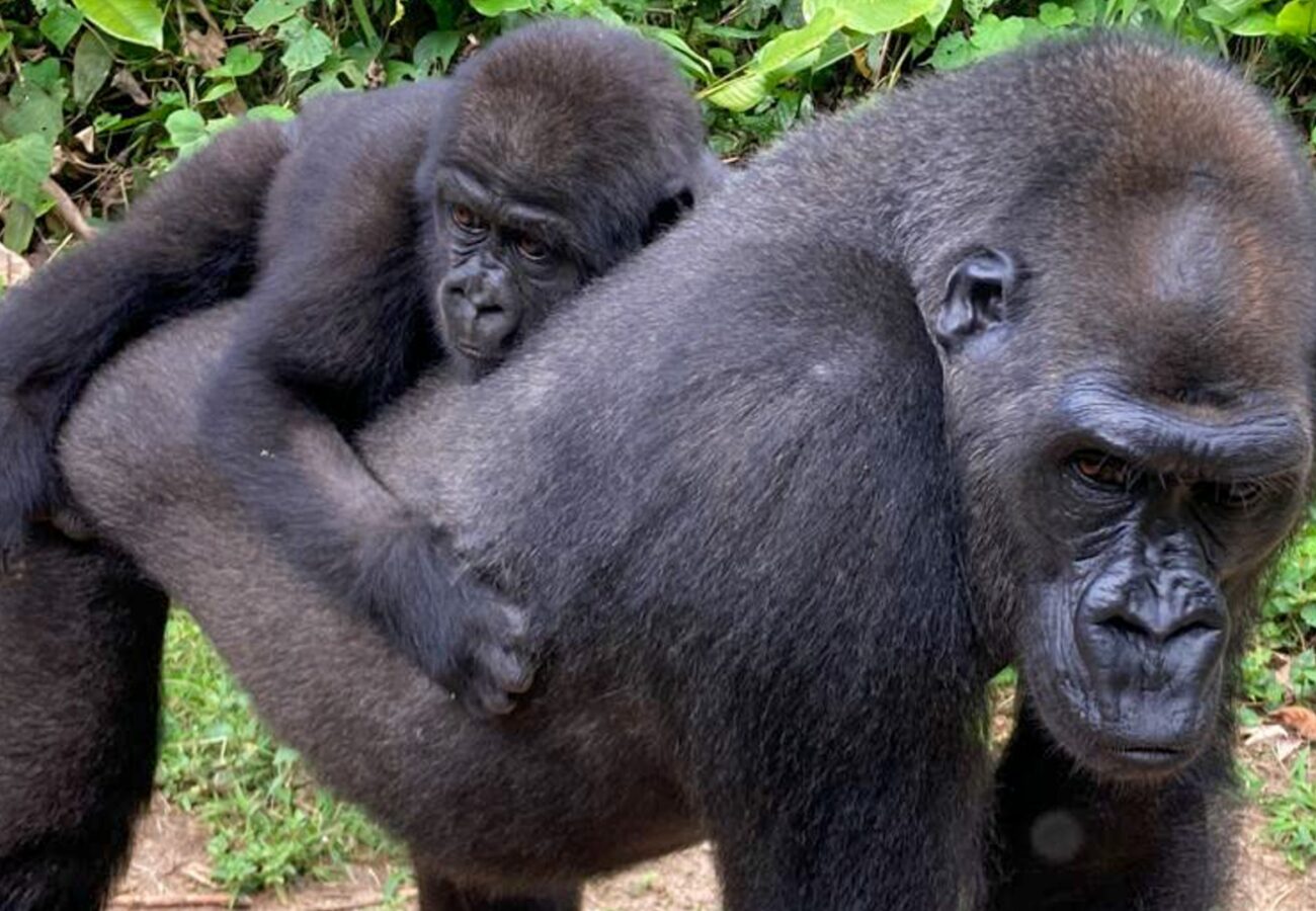 A young adult gorilla carrying an infant on her back