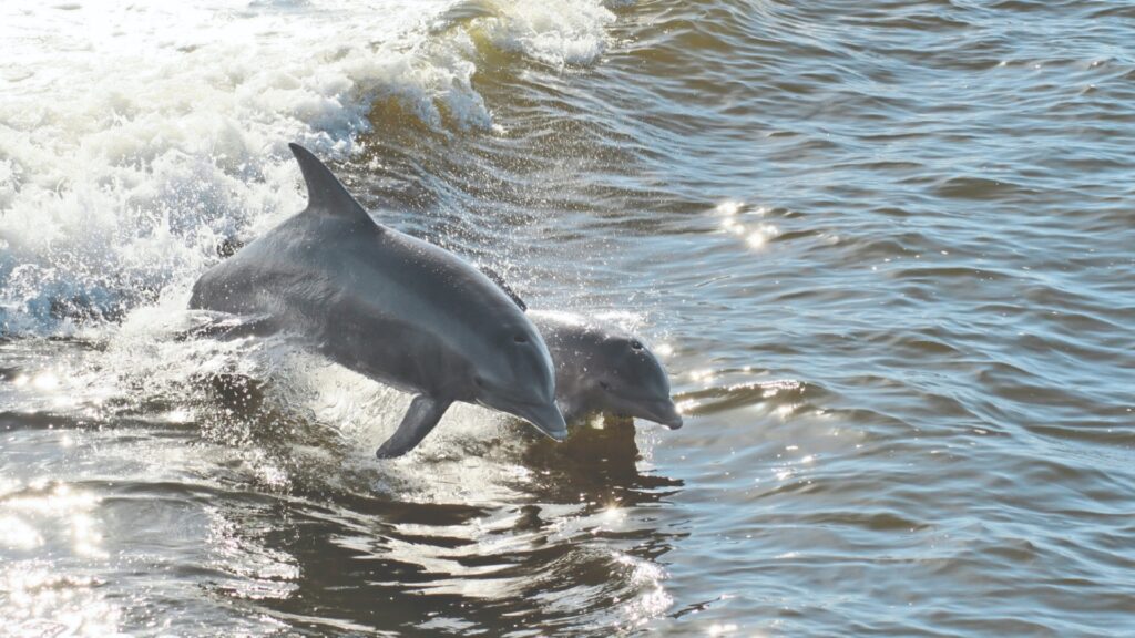 Mother and calf dolphins racing together through the waves of the ocean