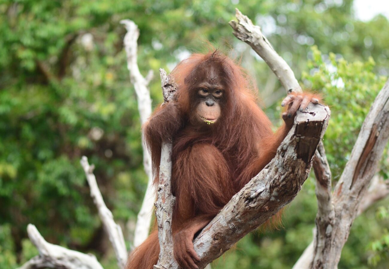 An orangutan sitting high up in the branches of a tree in a forest setting