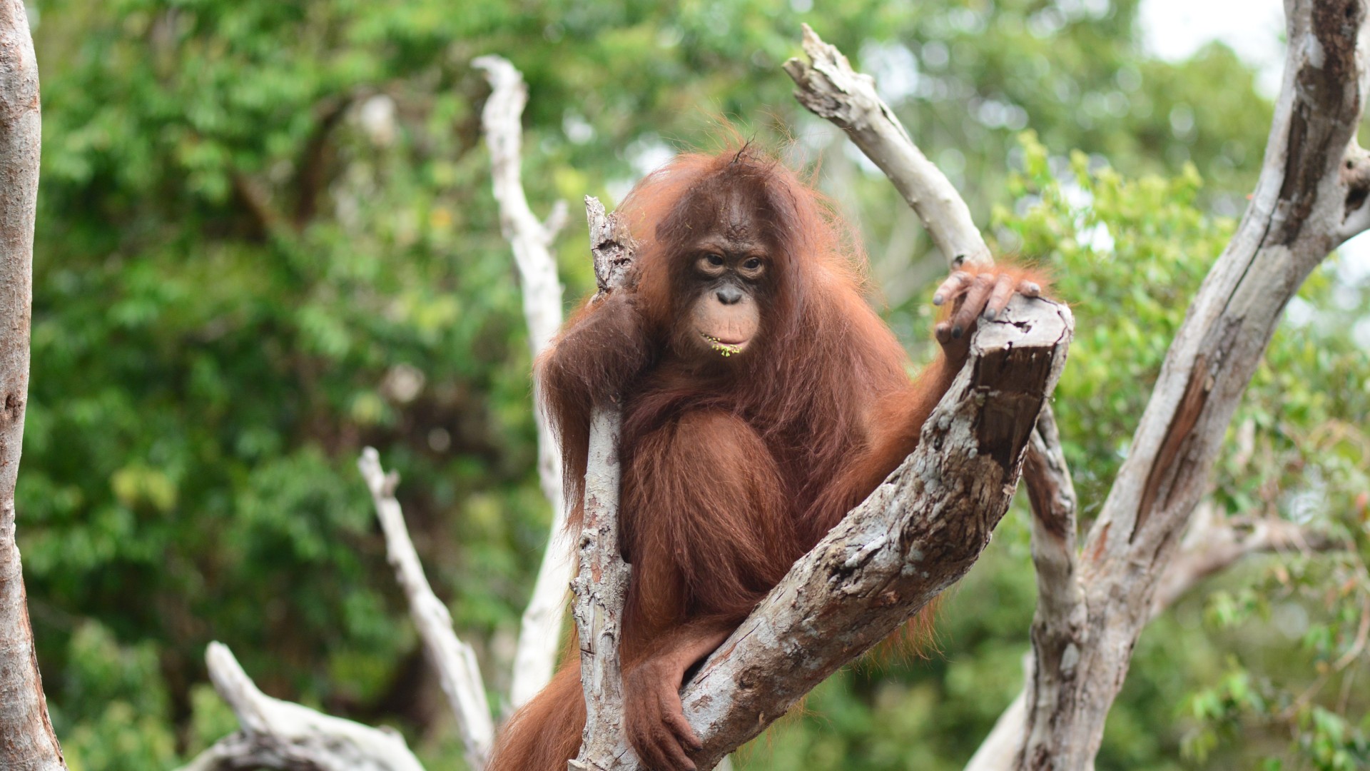 An orangutan sitting high up in the branches of a tree in a forest setting