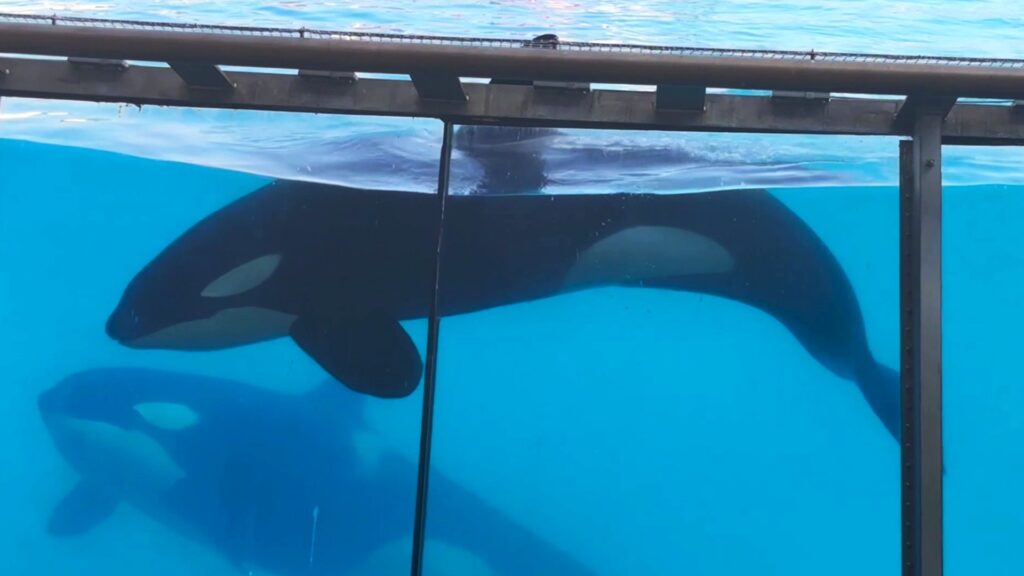 Two orcas swimming inside a glass fronted pool at Marineland