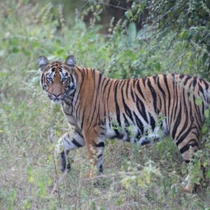 A wild tiger stalking through long grass