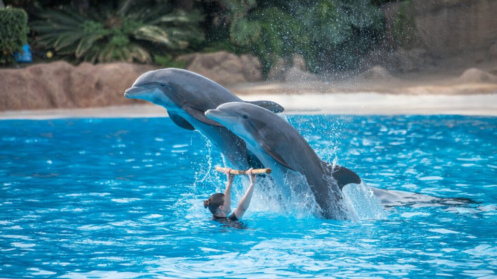 A photo of two dolphins leaping out of a pool, over a stick help up by a trainer - as part of a show.