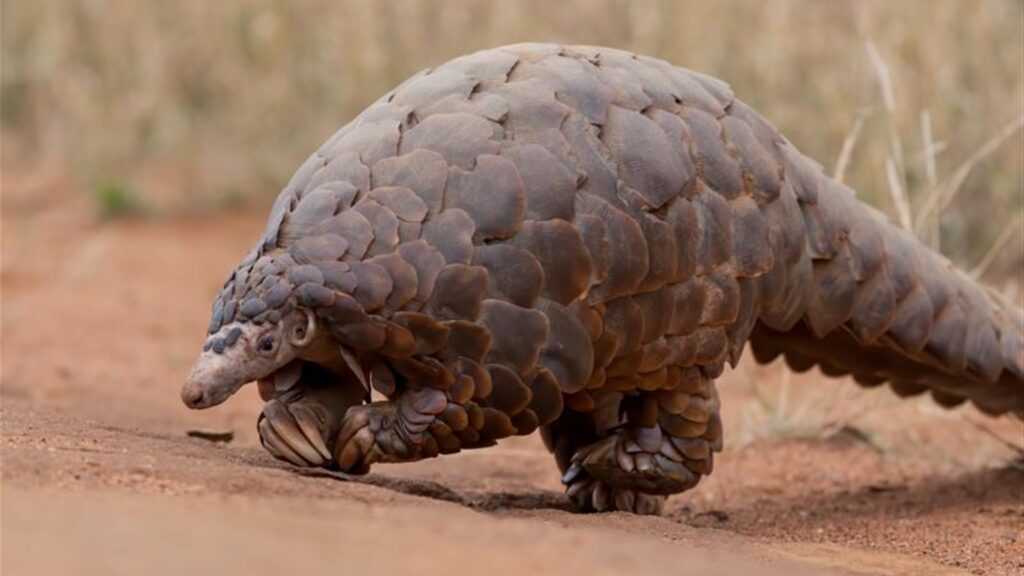 A ground pangolin walking on a dusty track