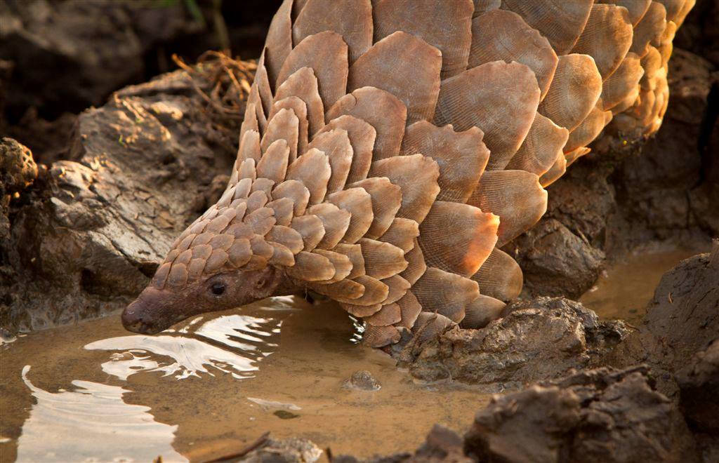A photo of a ground pangolin drinking from a puddle of water