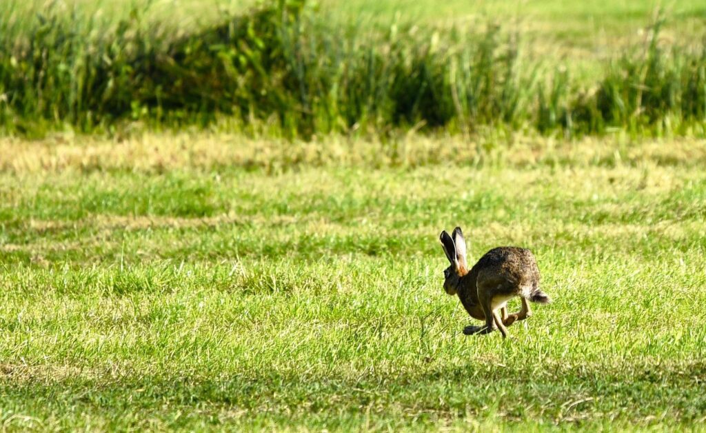 A hare running in a green field