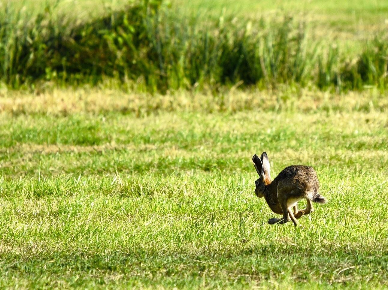 A hare running in a green field