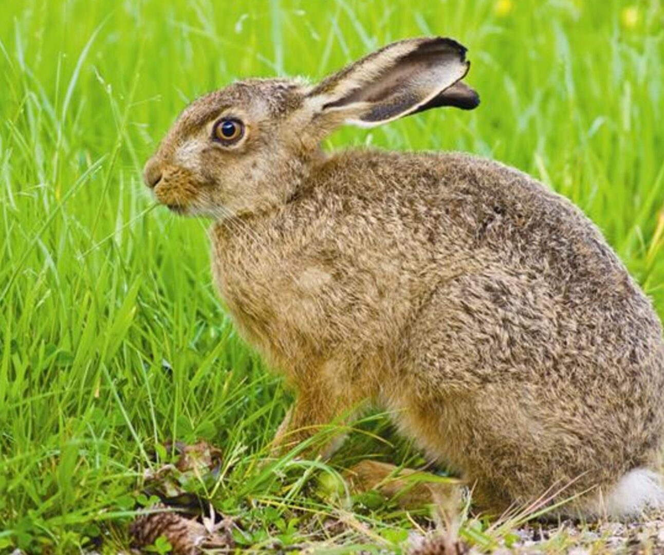 A photo of a hare sitting amongst green grass
