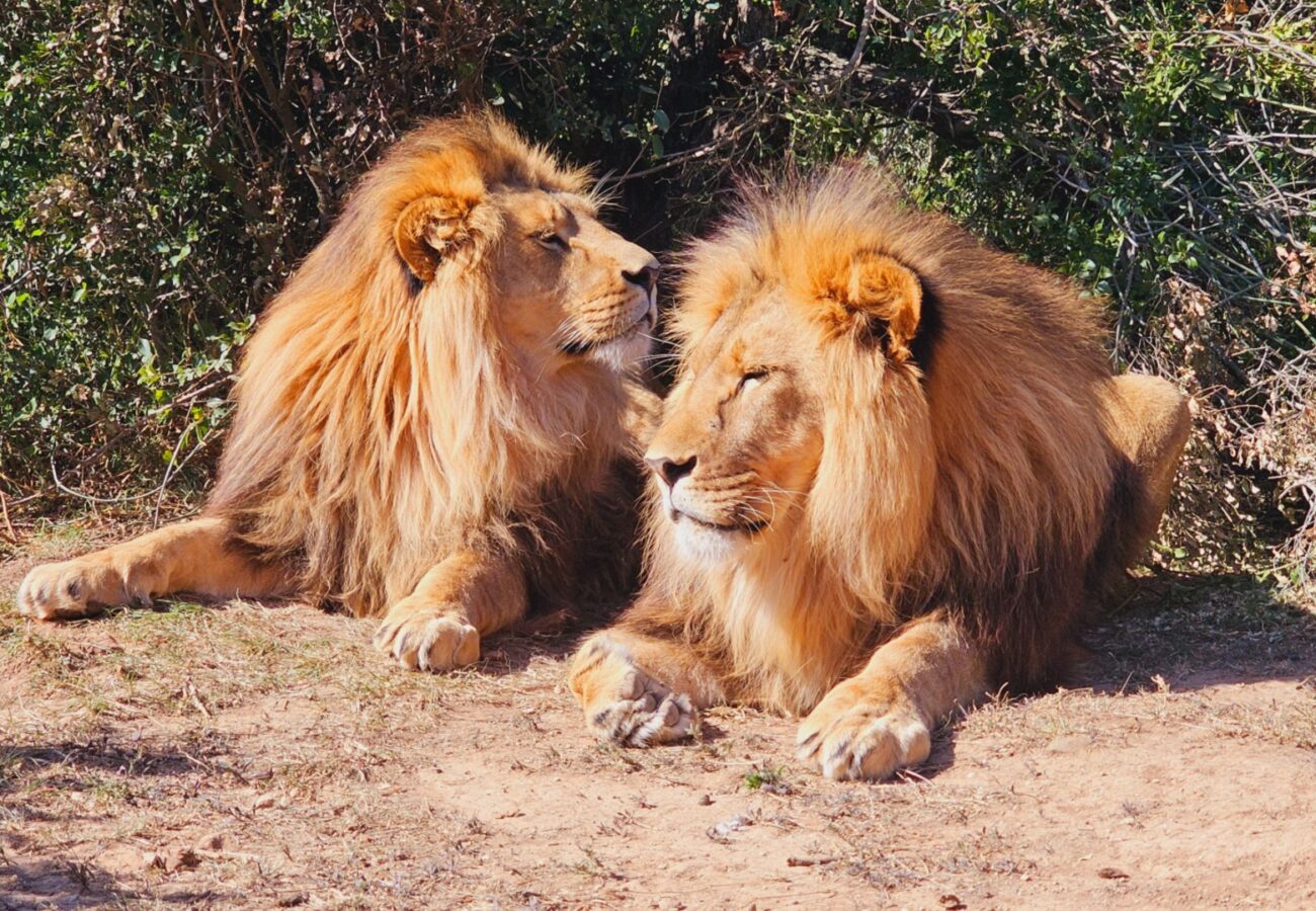 Two male lions lying close to each other and affectionately licking each other