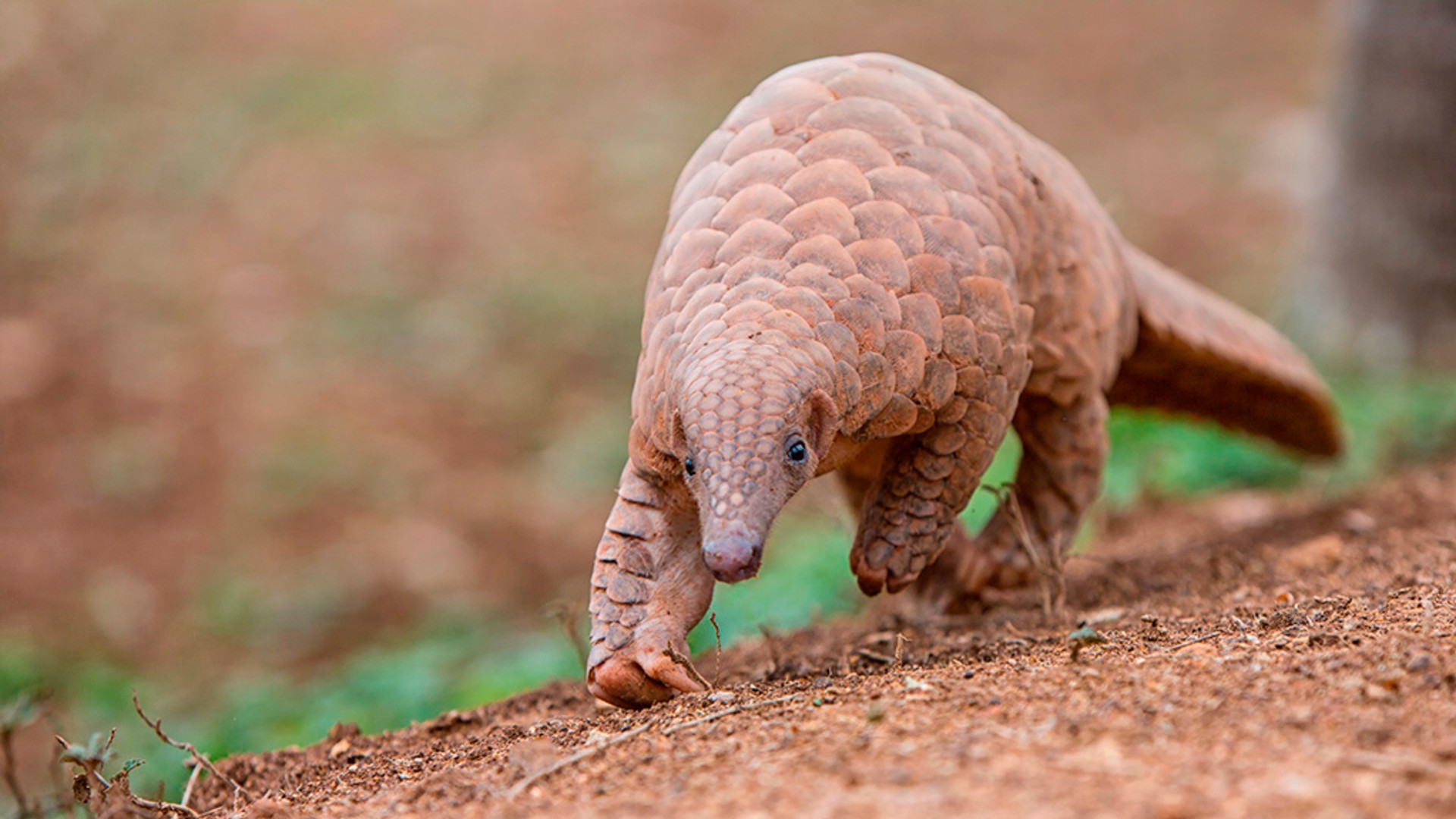 An Indian pangolin walking on a dusty track
