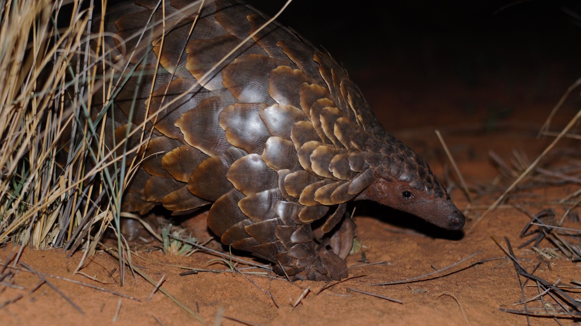 A pangolin in long crass at night