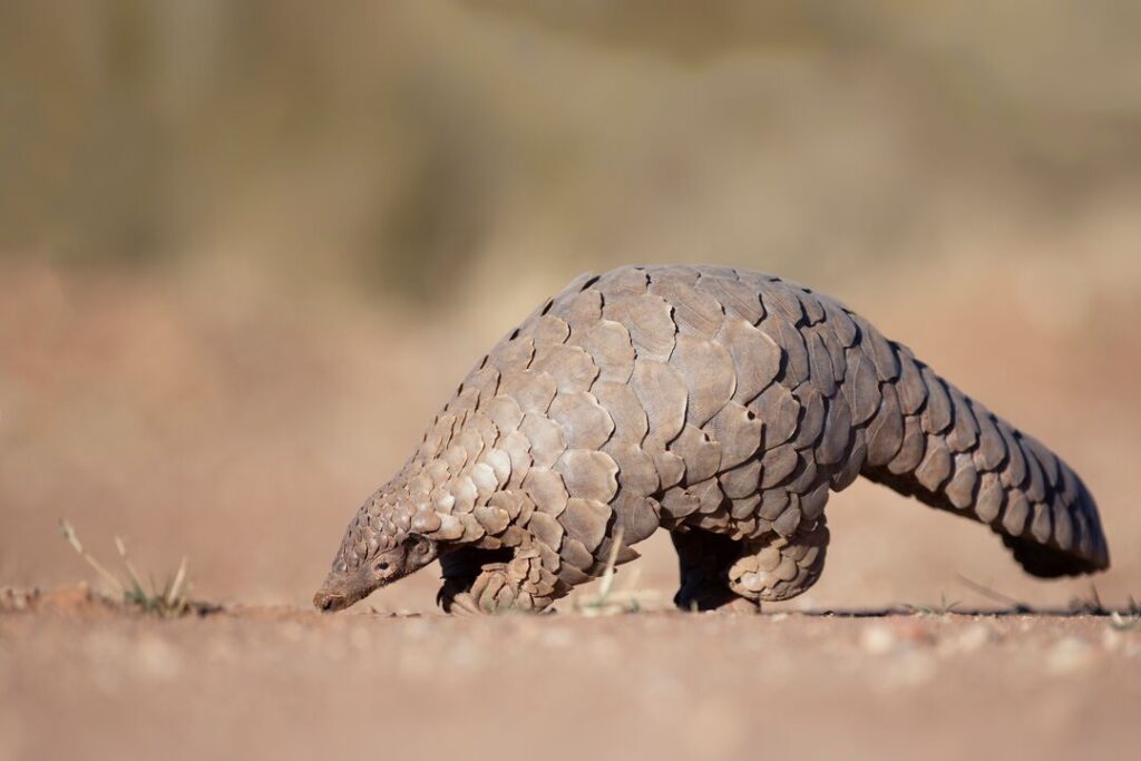 A pangolin running along a dusty track