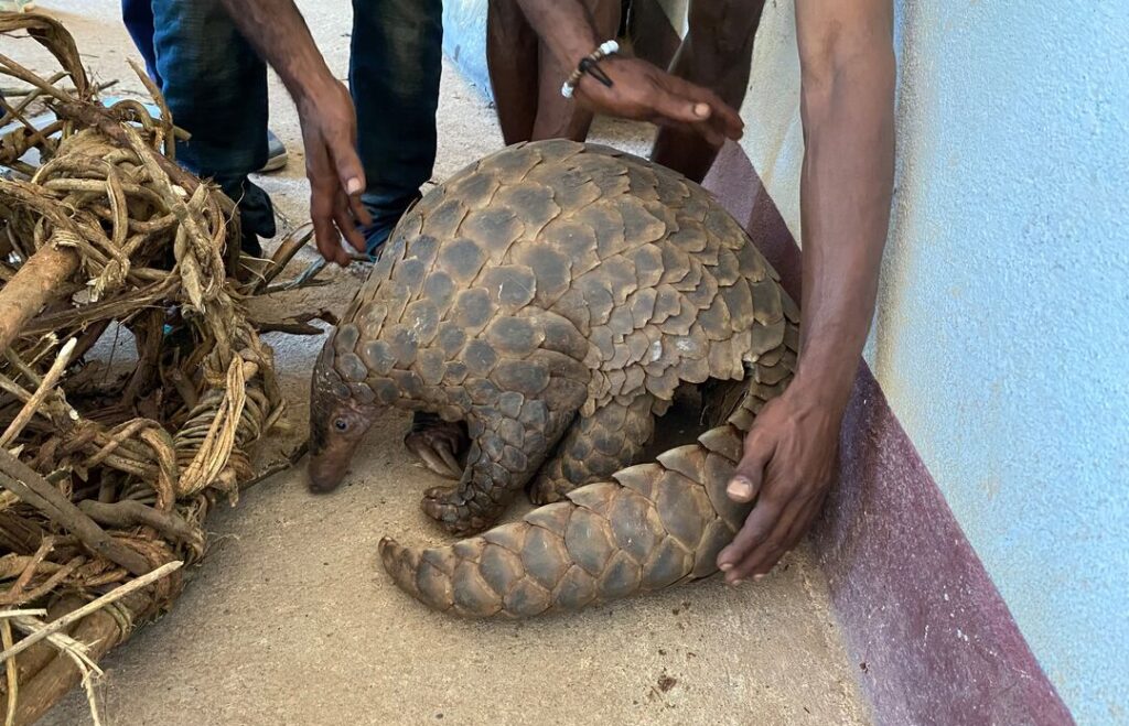 A giant pangolin at a rescue centre being handled by staff members