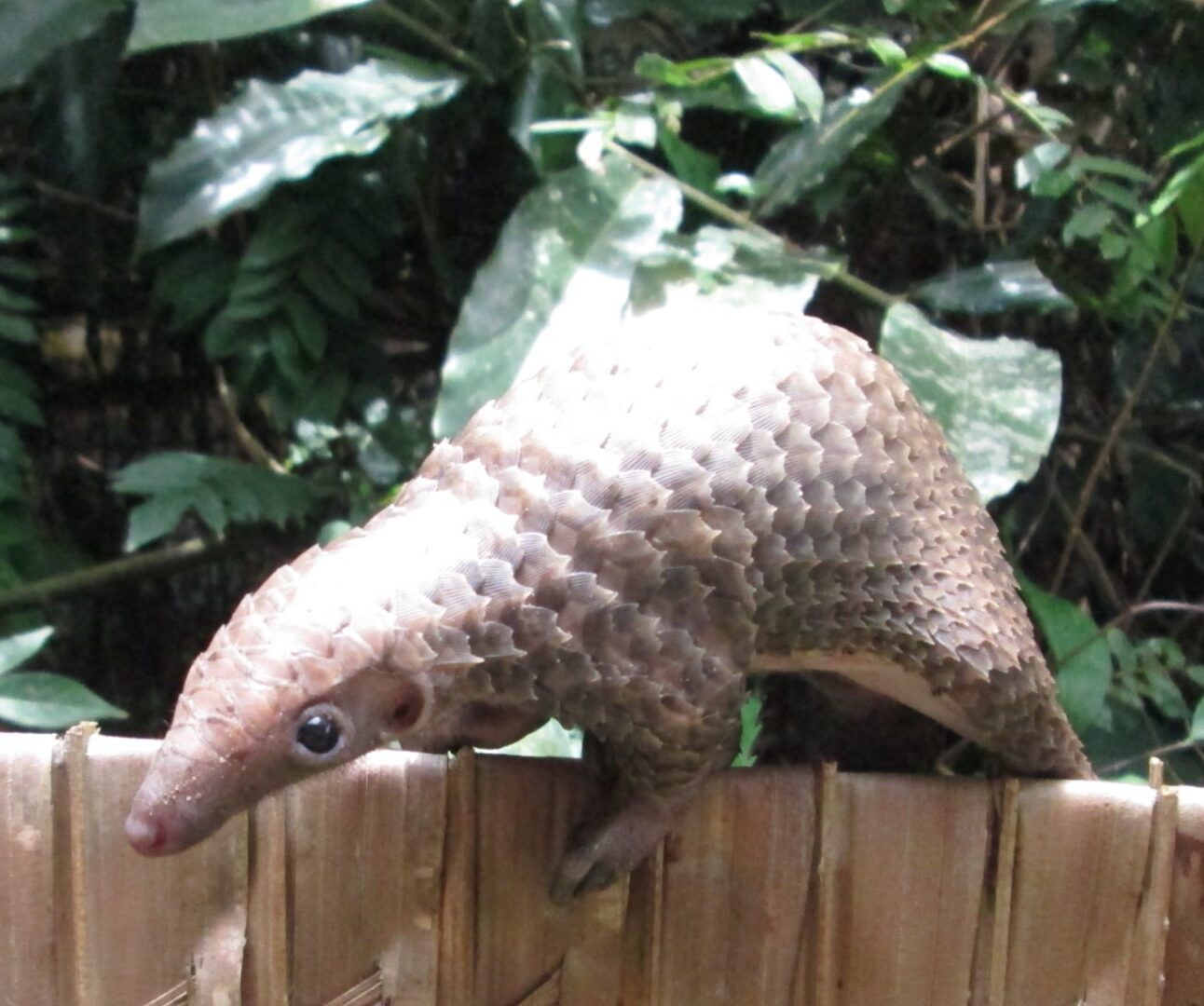 A white-bellied pangolin walking along a wooden fence