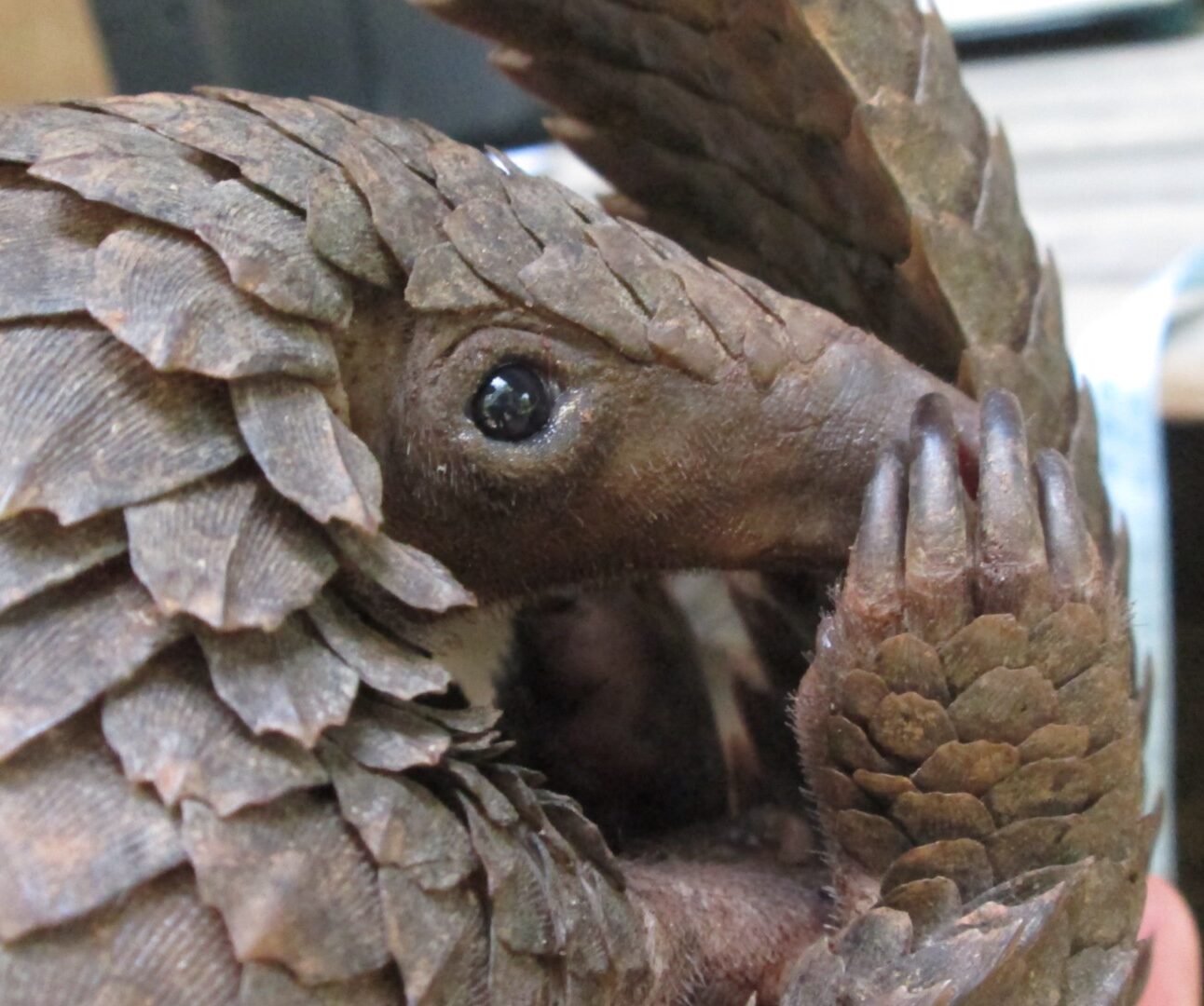 A close-up image of a white-bellied pangolin