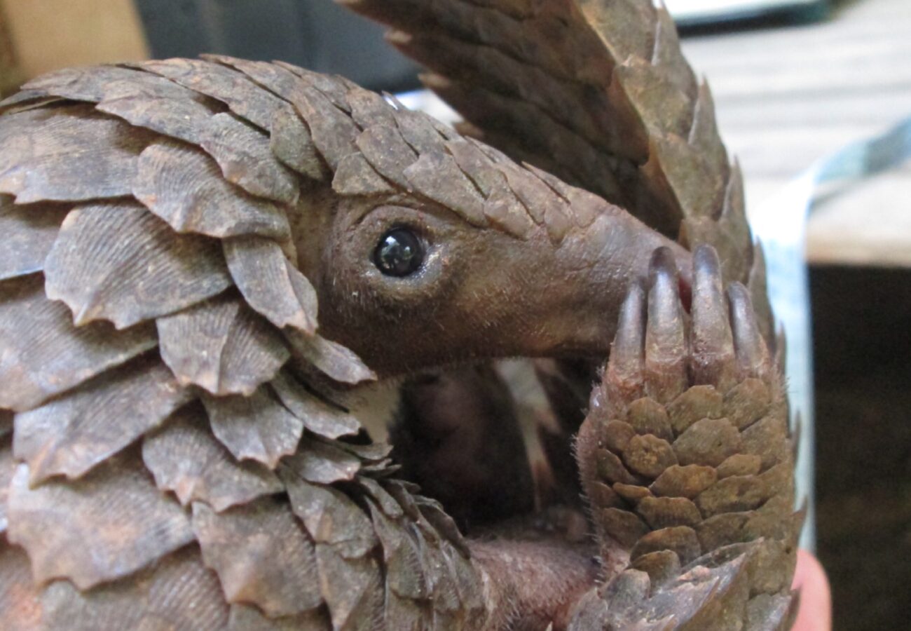 A close-up image of a white-bellied pangolin