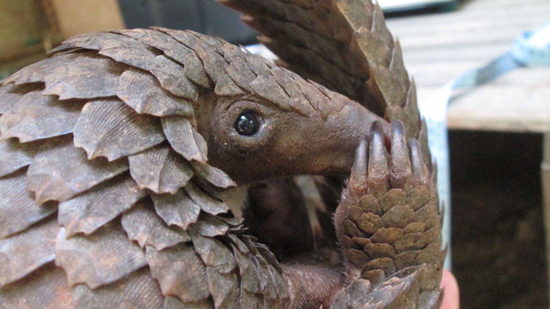 A close-up image of a white-bellied pangolin