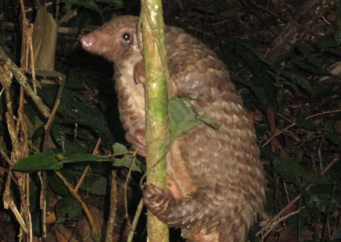 A white-bellied pangolin in a tree