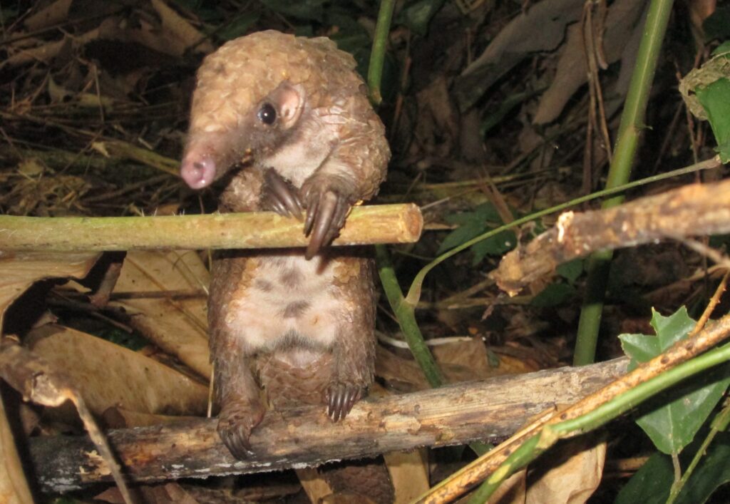 A white-bellied pangolin standing on its back legs gripping a branch