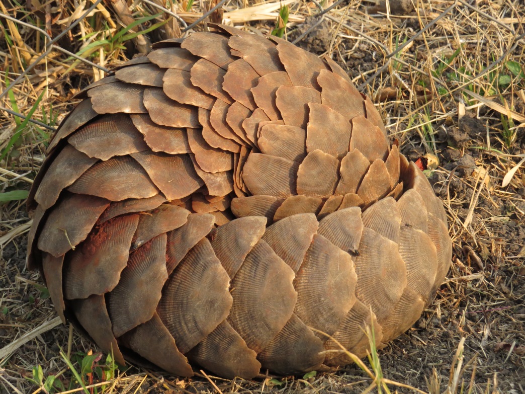 A curled-up pangolin