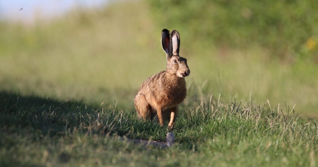A hare in a field of long grass